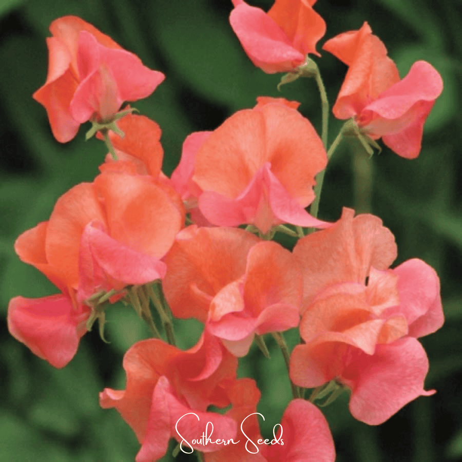 Prince of Orange Sweet Pea