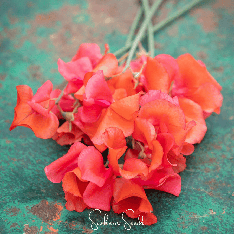 Prince of Orange Sweet Pea