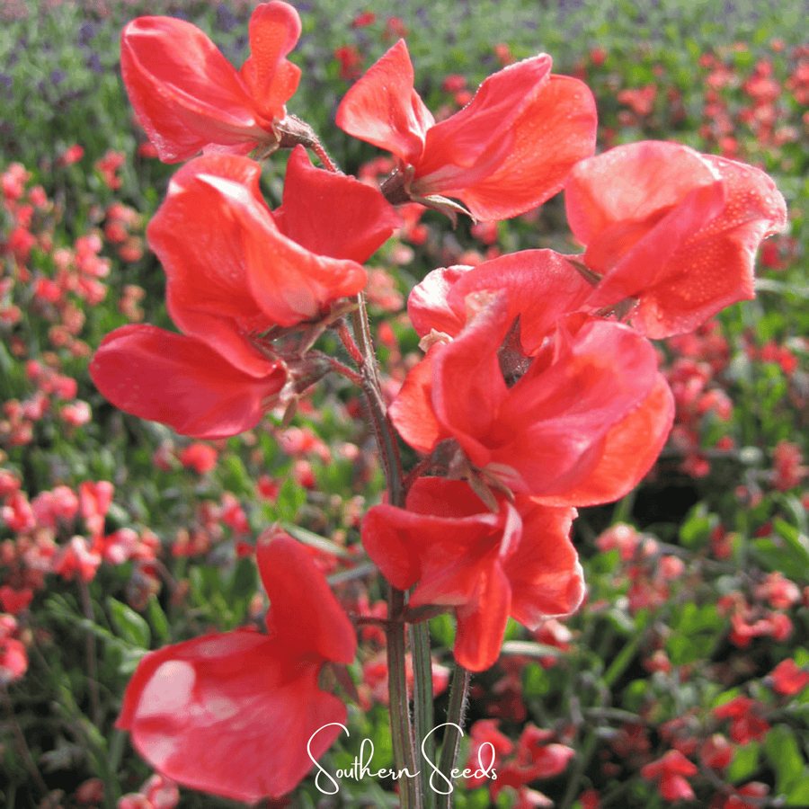 Prince of Orange Sweet Pea