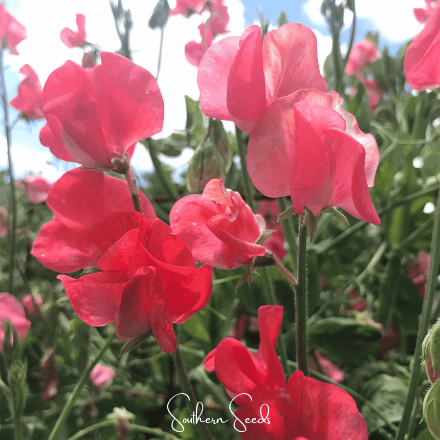 Prince of Orange Sweet Pea