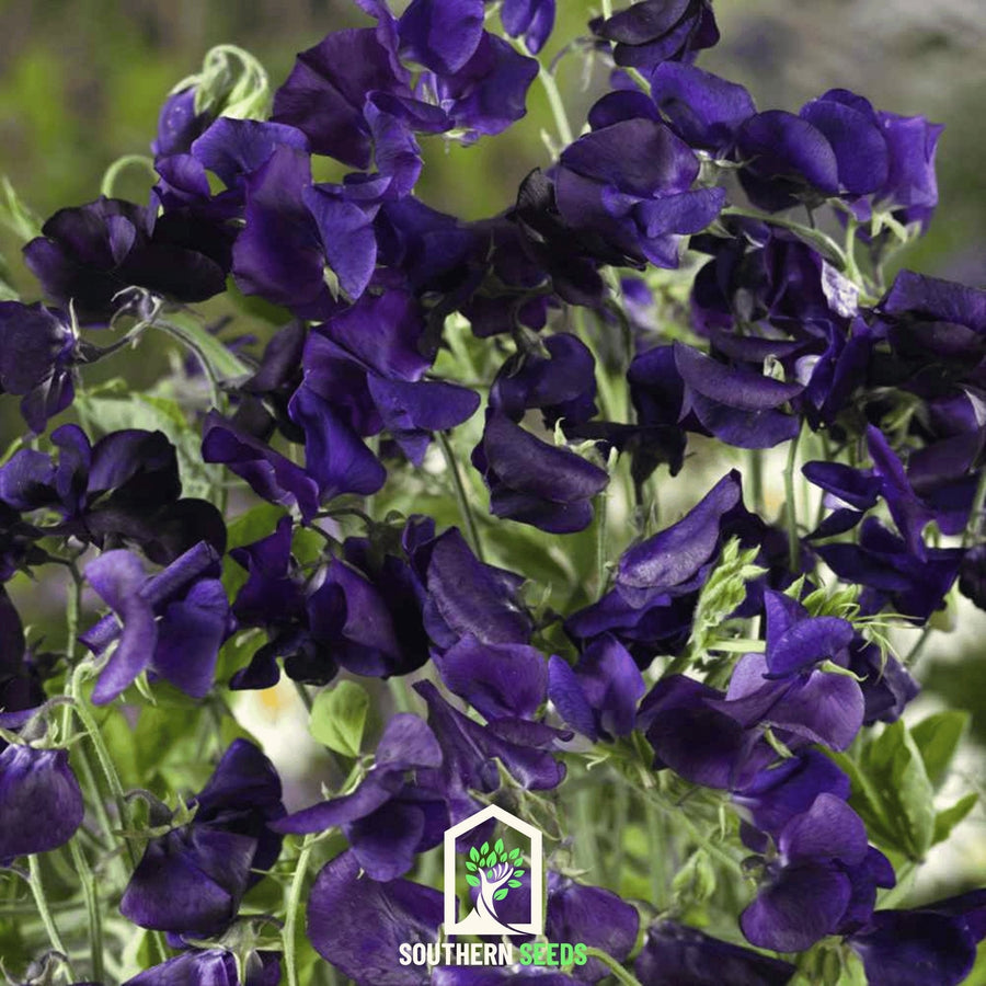 Royal Navy Blue Sweet Pea