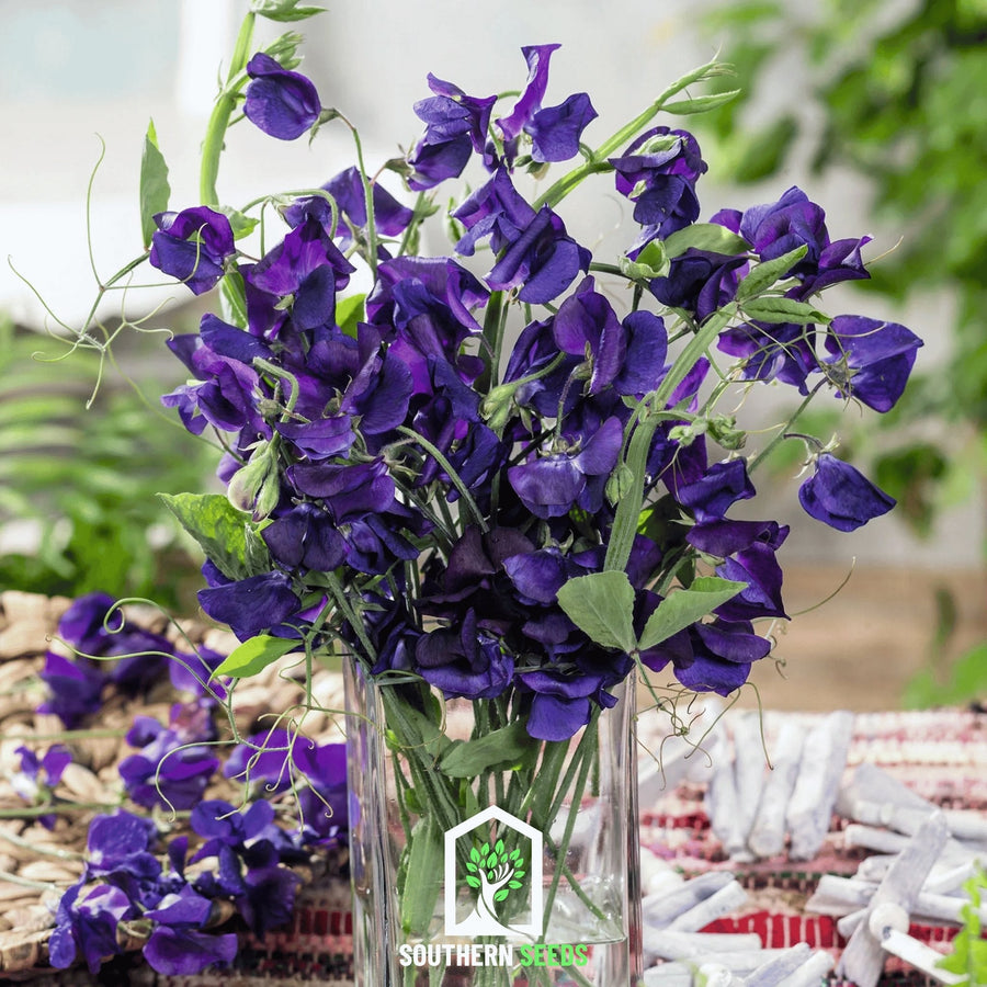Royal Navy Blue Sweet Pea