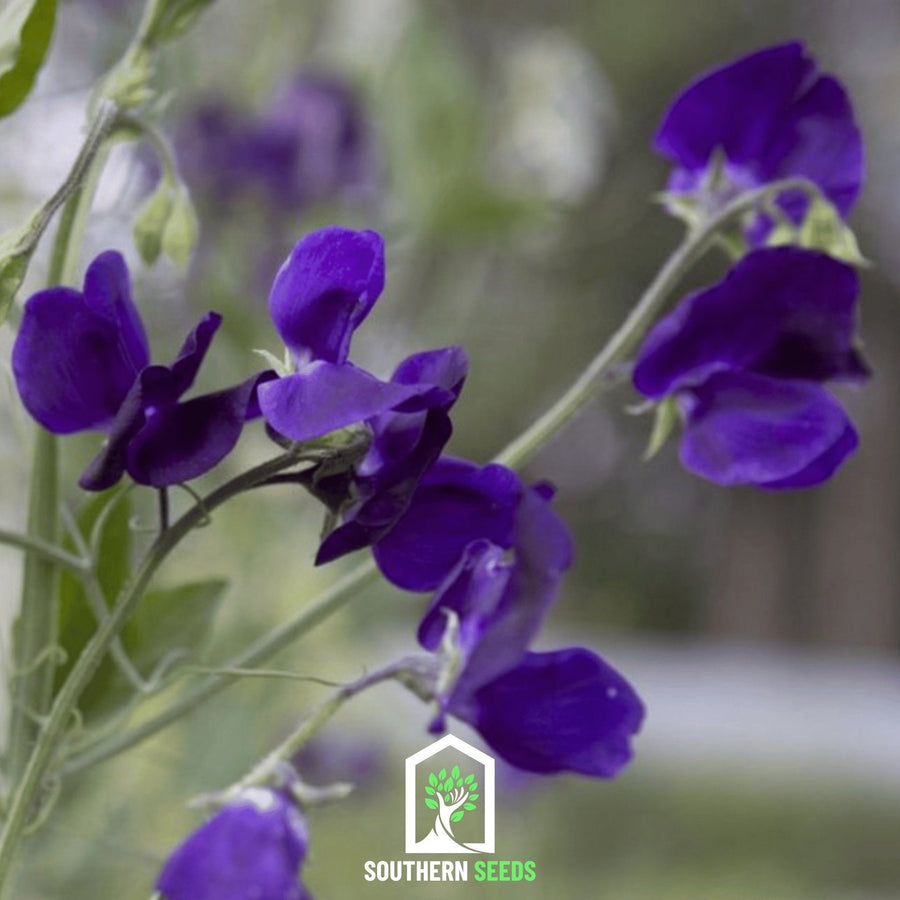 Royal Navy Blue Sweet Pea