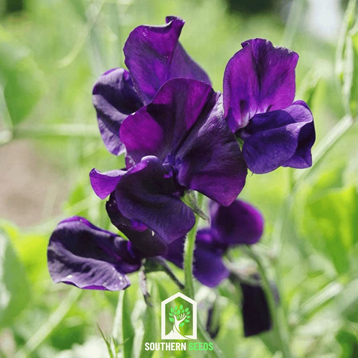 Royal Navy Blue Sweet Pea