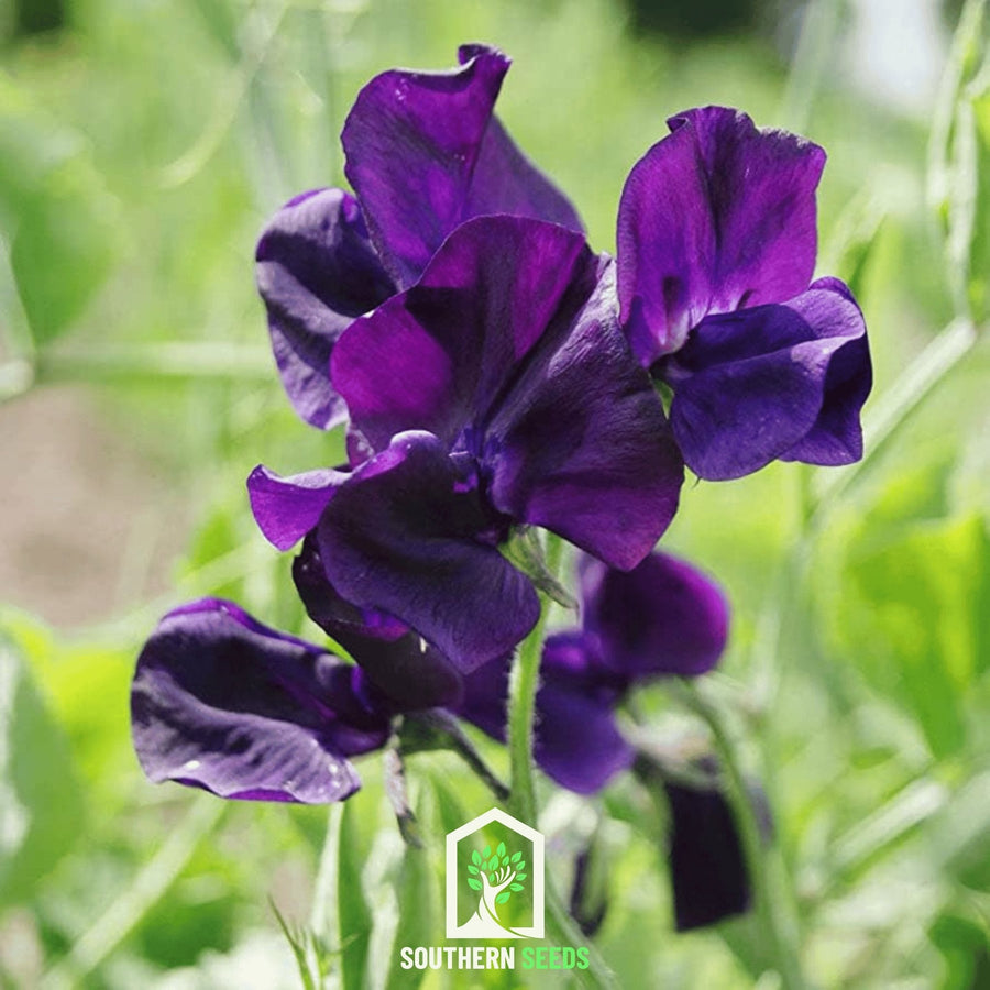 Royal Navy Blue Sweet Pea