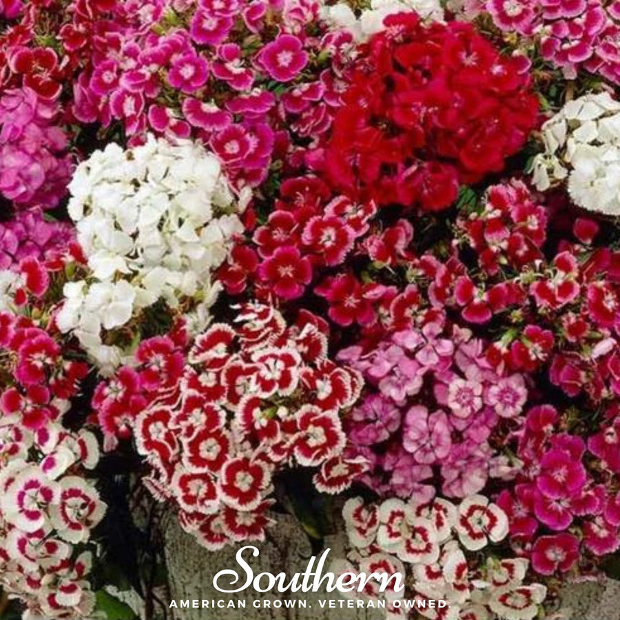 Sweet William (Dianthus) – 250 Seeds