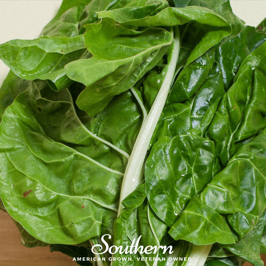 Fordhook Giant Swiss Chard