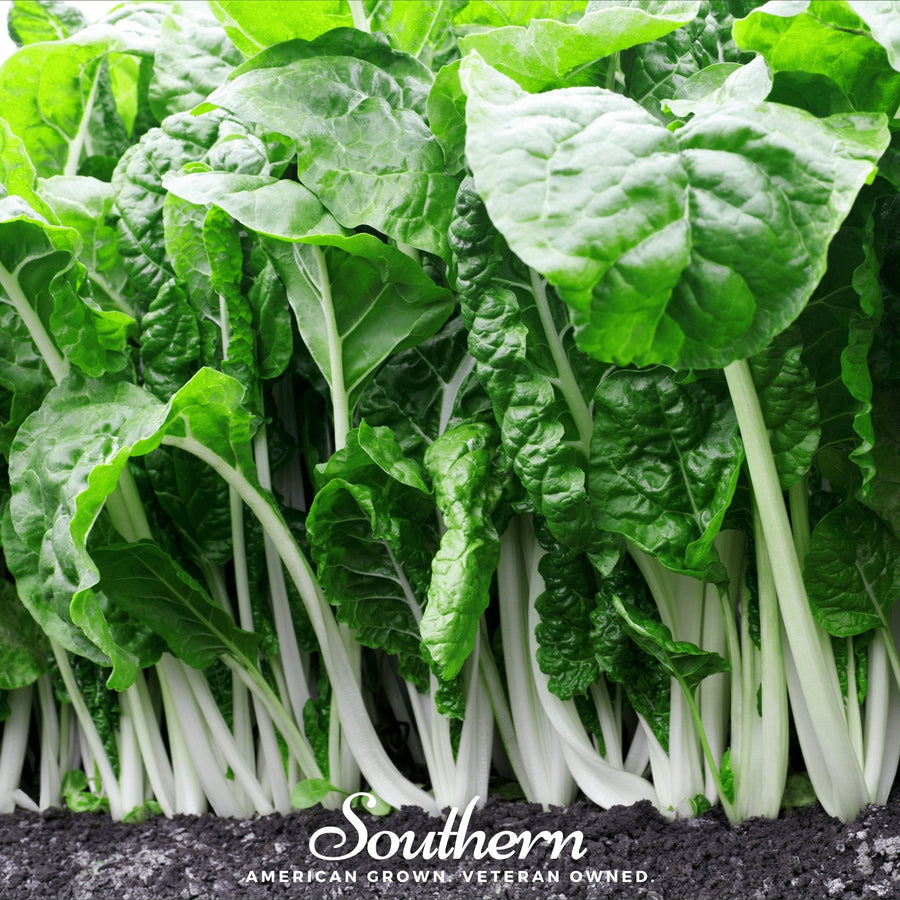 Fordhook Giant Swiss Chard