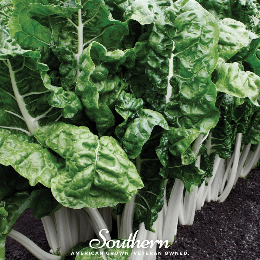 Fordhook Giant Swiss Chard