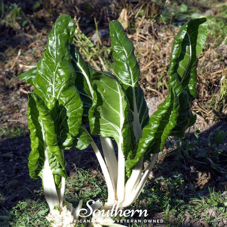 Fordhook Giant Swiss Chard