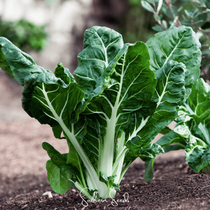 Lucullus Swiss Chard