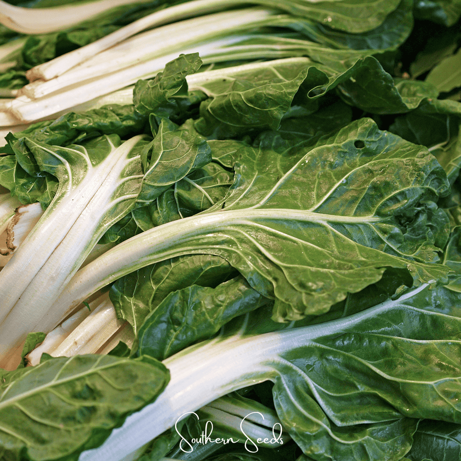 Lucullus Swiss Chard