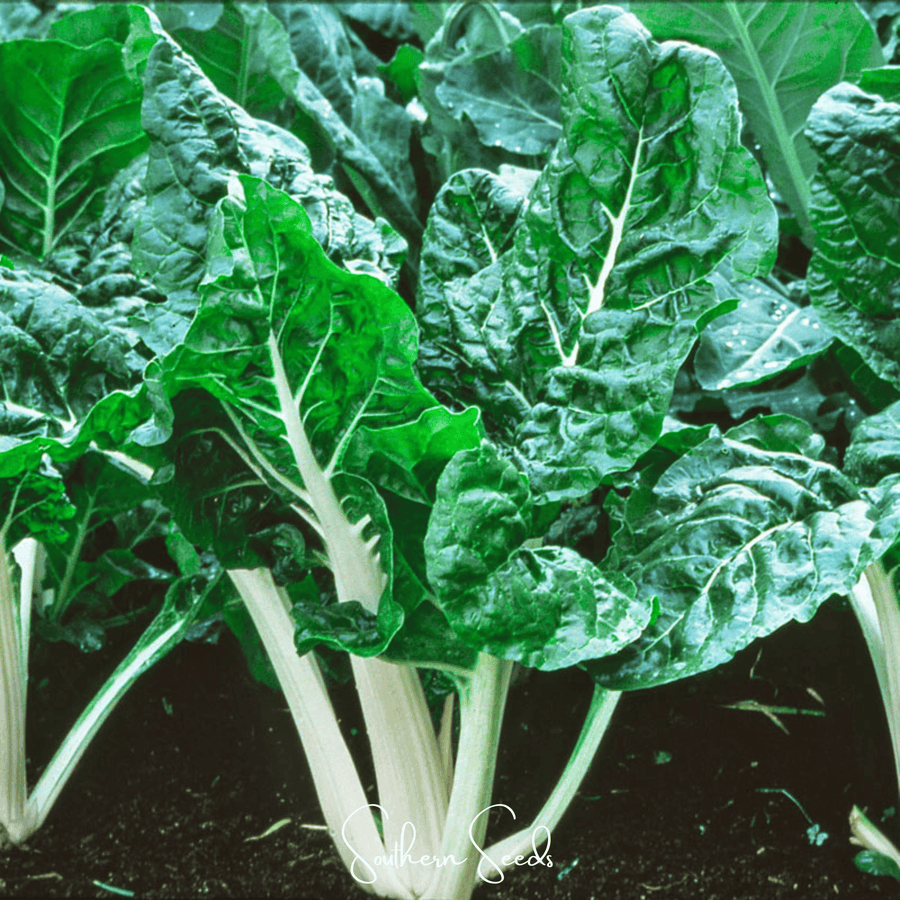 Lucullus Swiss Chard
