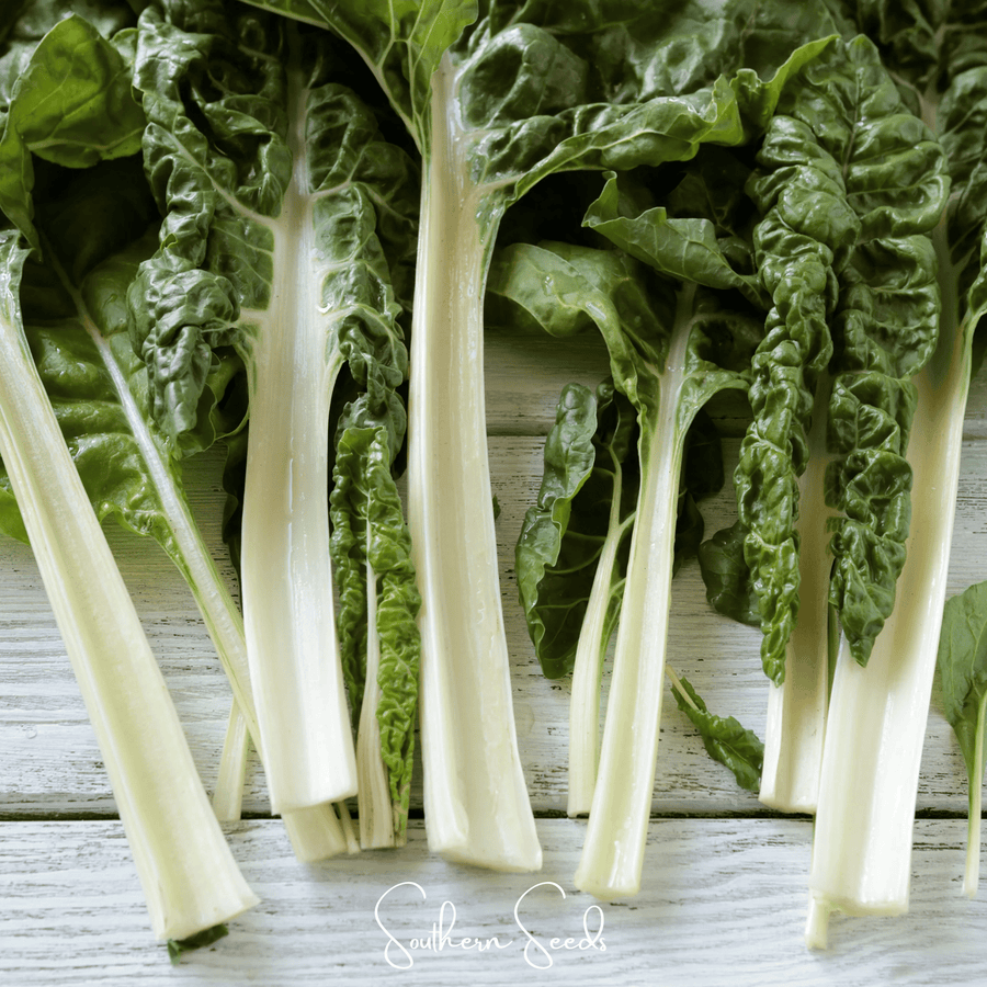 Lucullus Swiss Chard