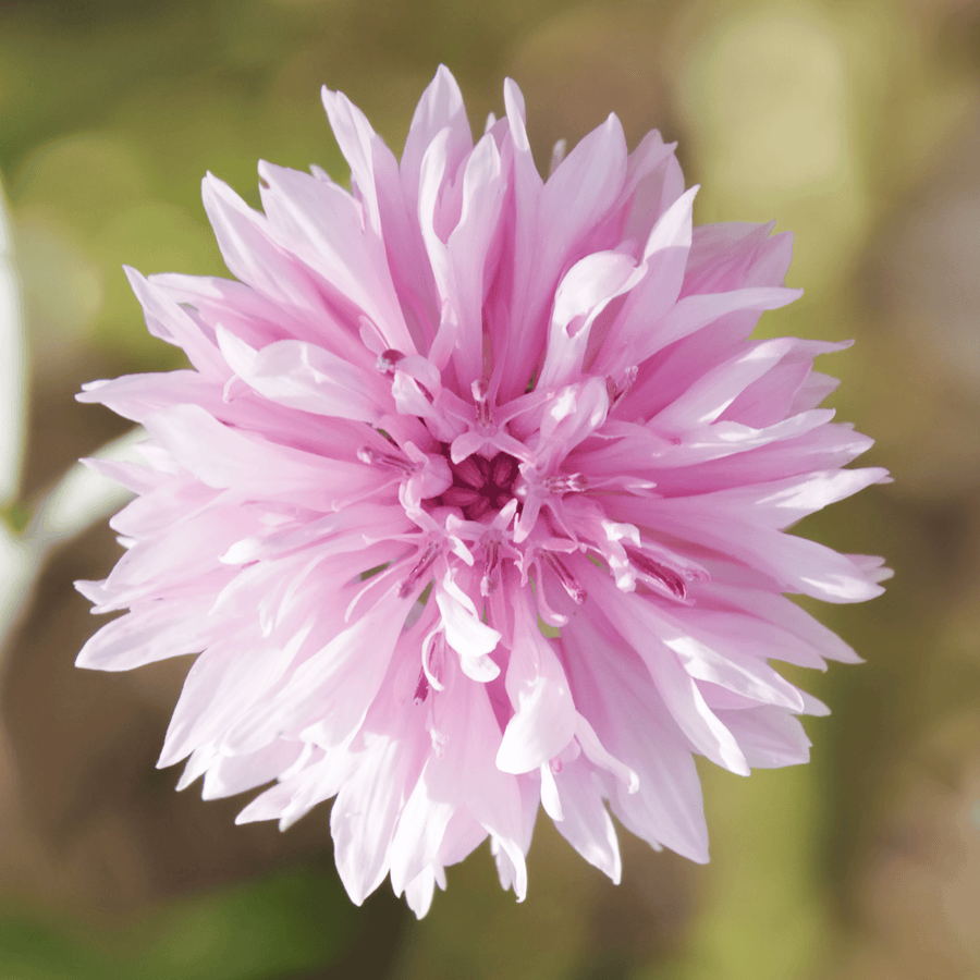 Tall Pink Cornflower