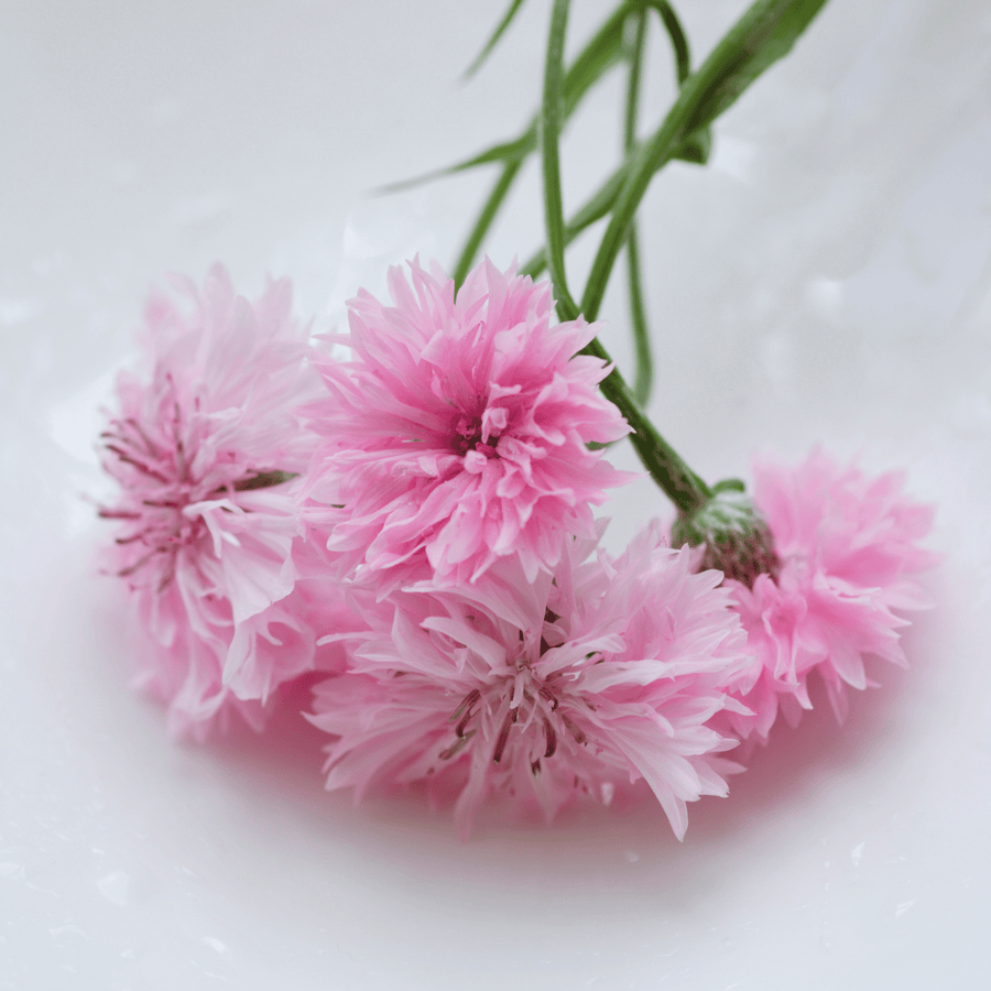 Tall Pink Cornflower