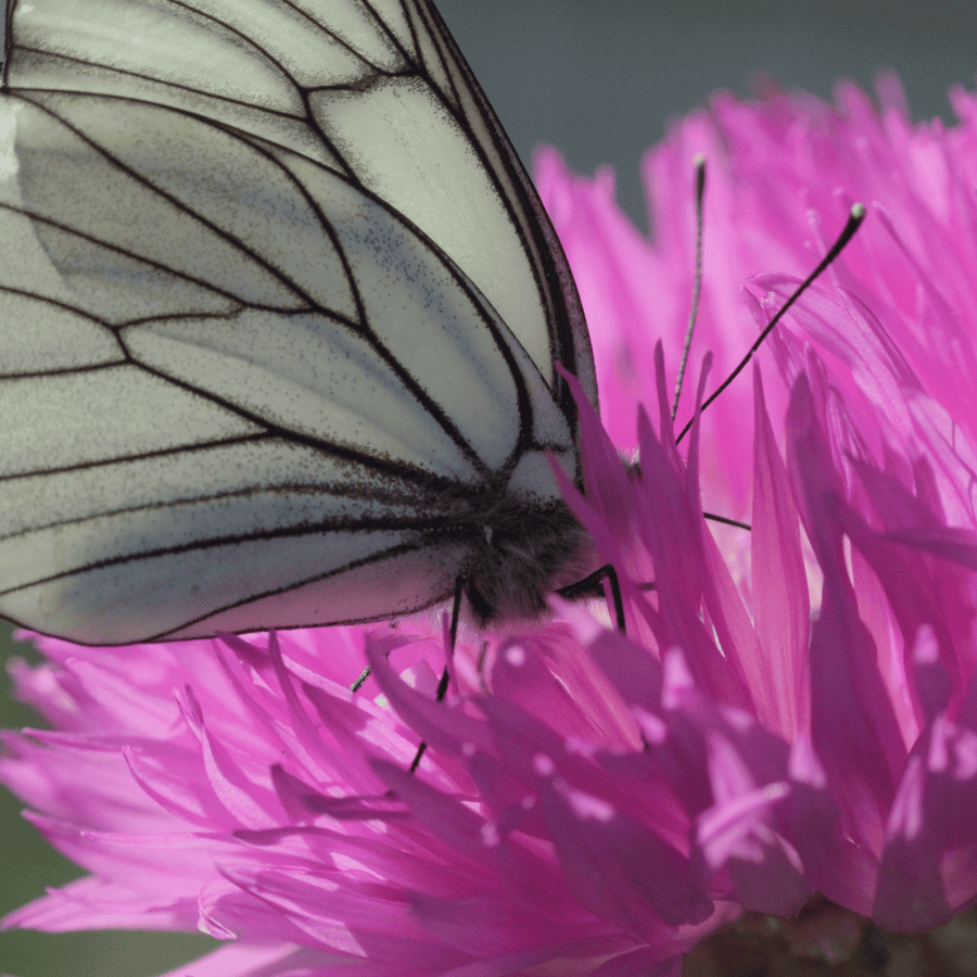 Tall Pink Cornflower
