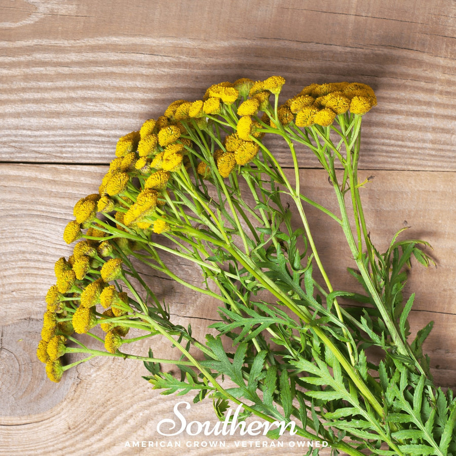 Tansy