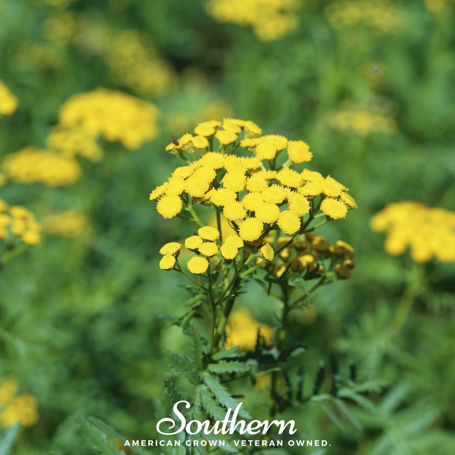 Tansy