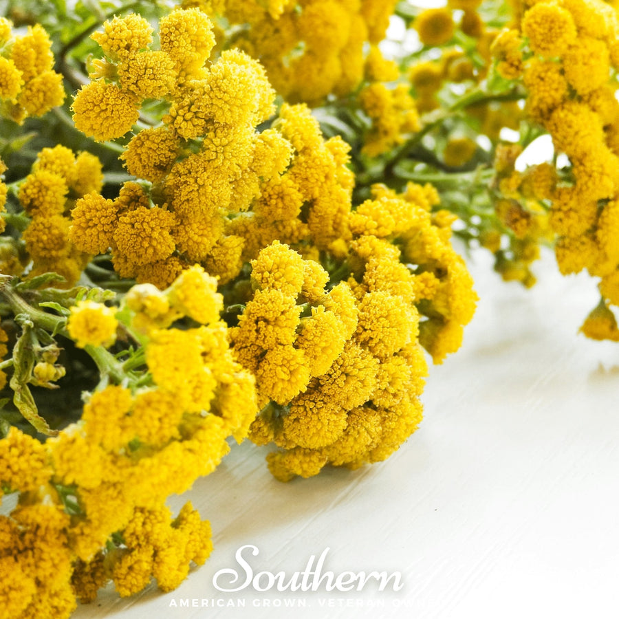 Tansy