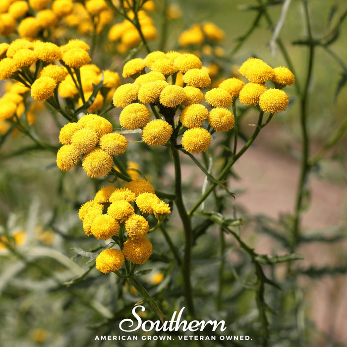 Tansy