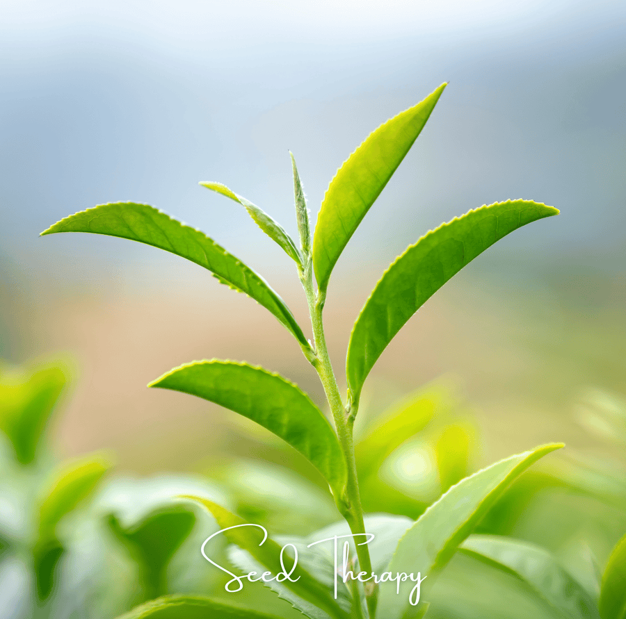 Tea Plant