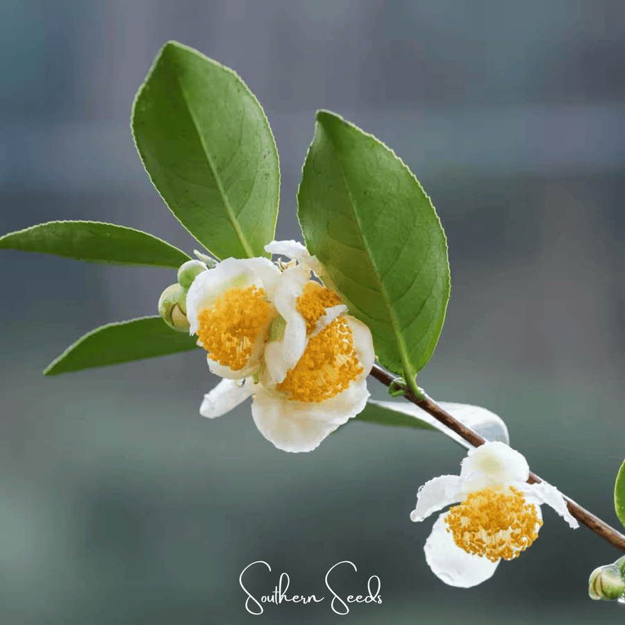 Tea Plant