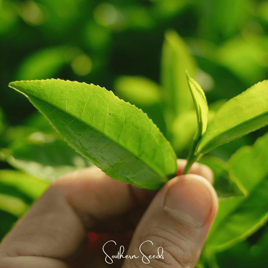 Tea Plant