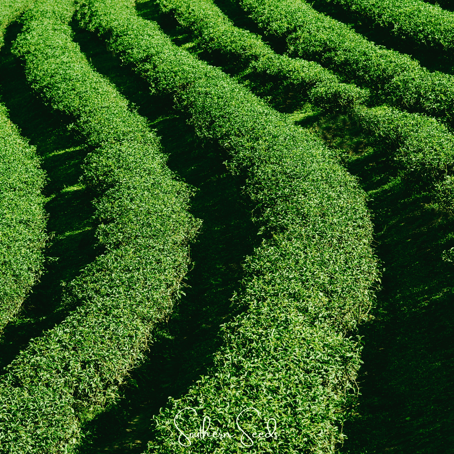 Tea Plant