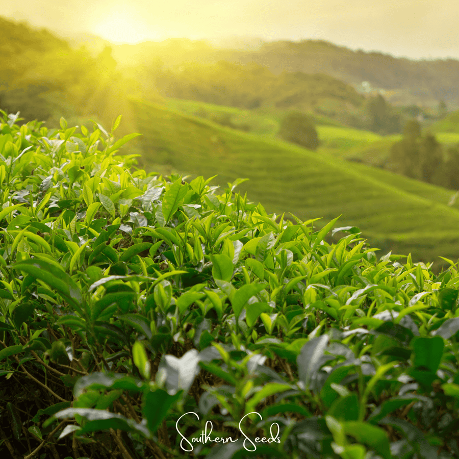Tea Plant