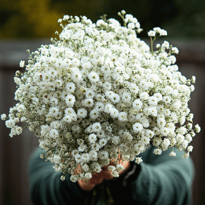 The Pearl Yarrow