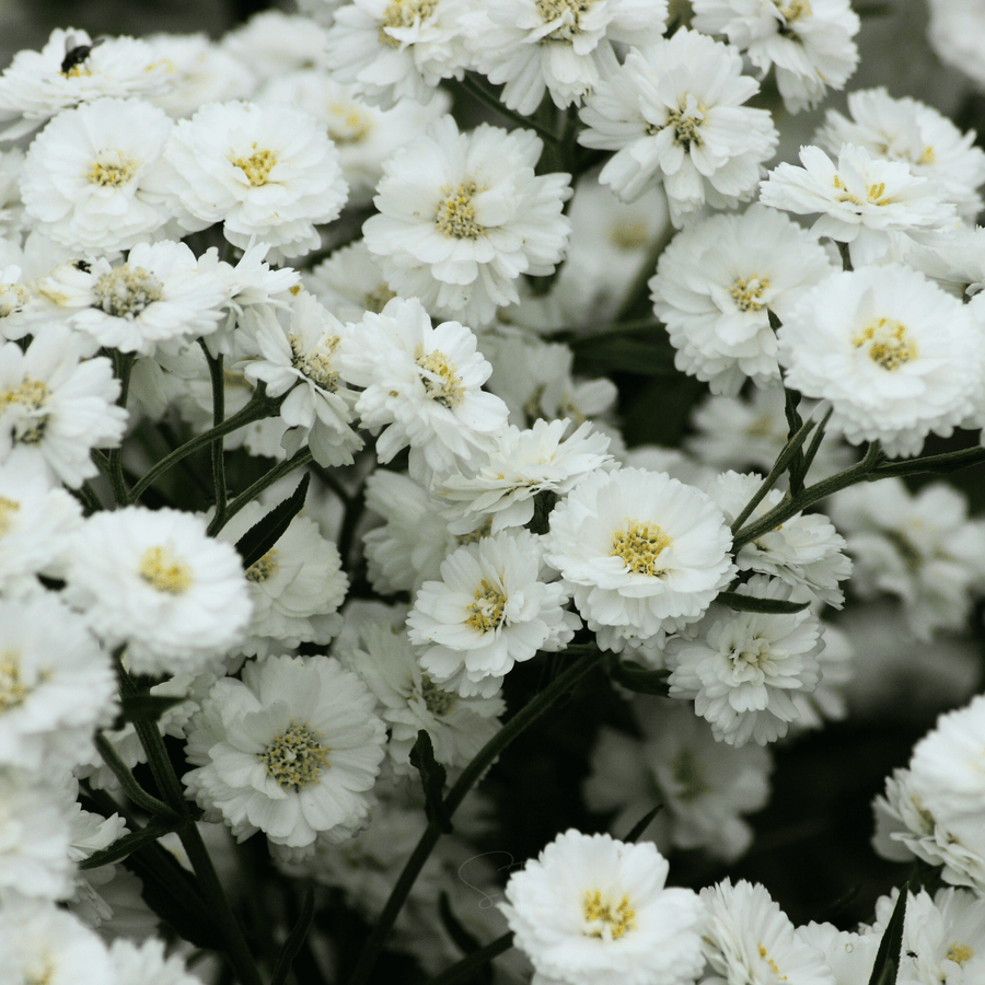 The Pearl Yarrow