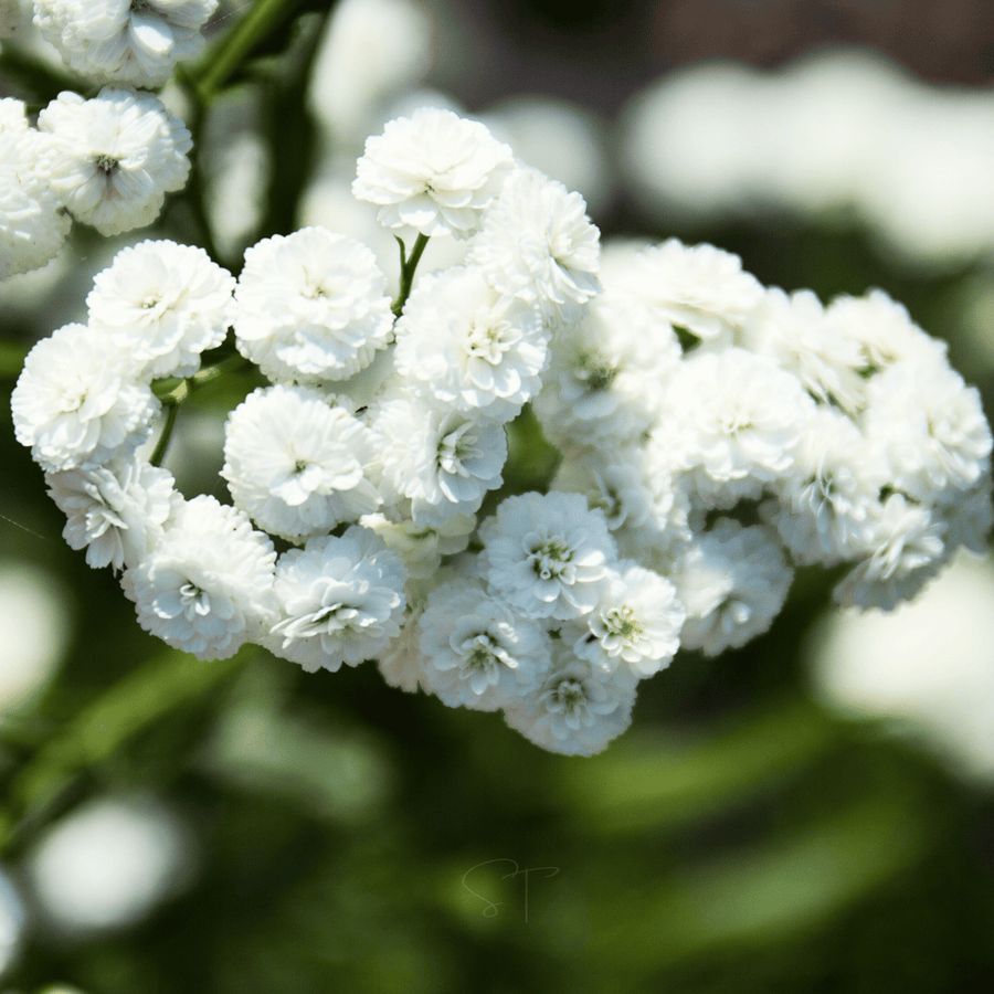 The Pearl Yarrow