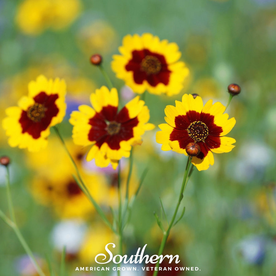 Golden Wave Tickseed