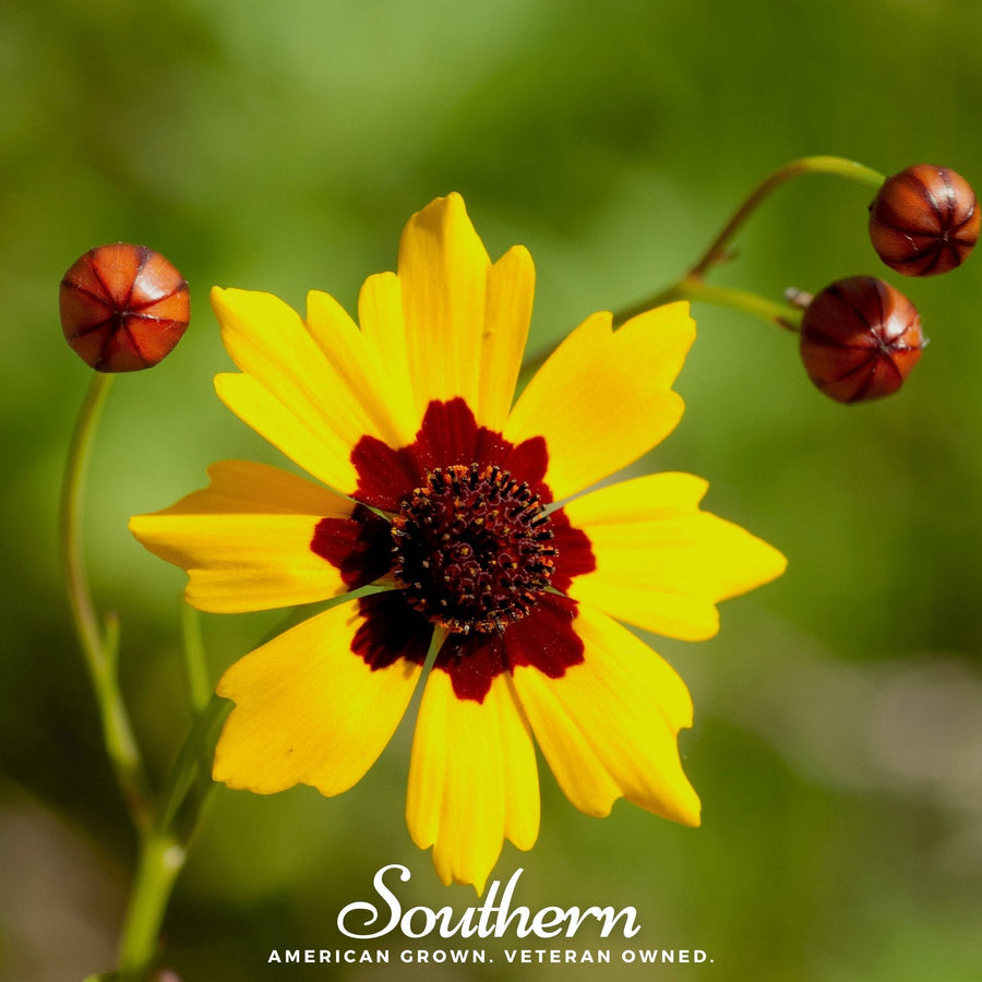 Golden Wave Tickseed