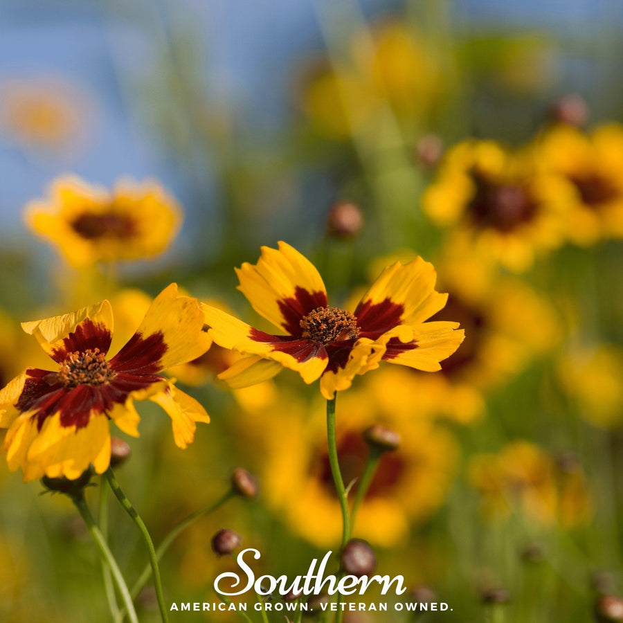Golden Wave Tickseed
