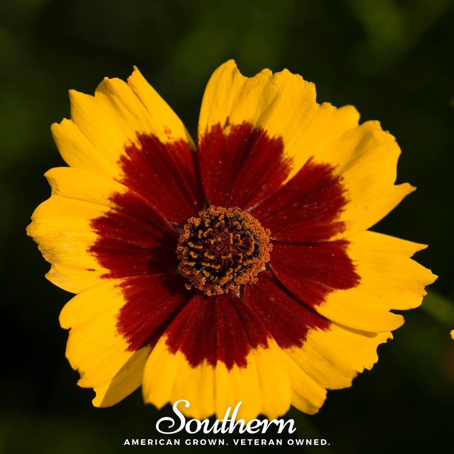 Golden Wave Tickseed