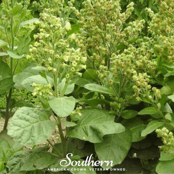 Hopi Tobacco