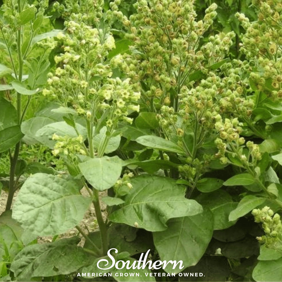 Hopi Tobacco