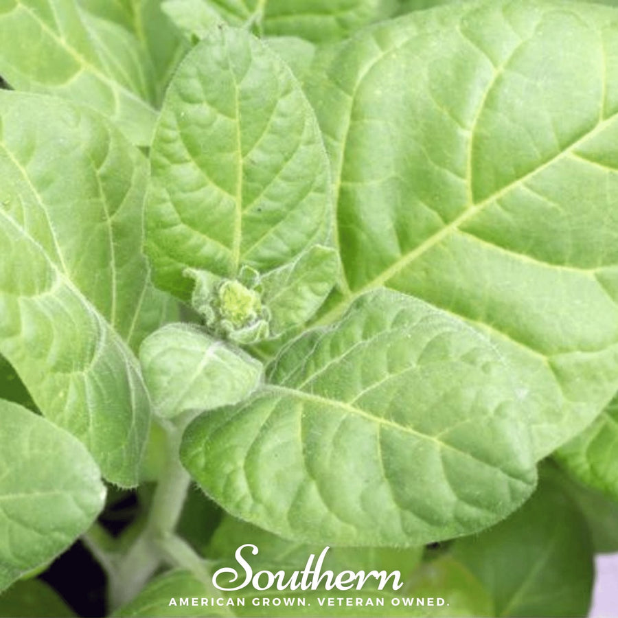 Hopi Tobacco