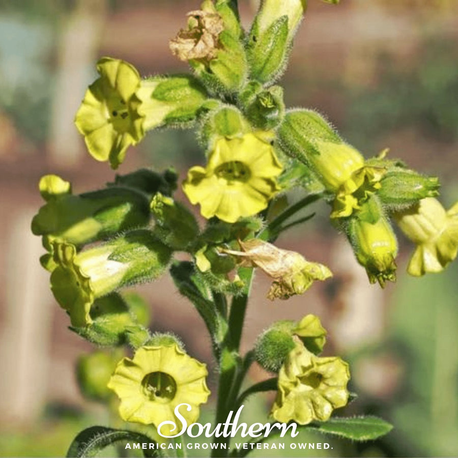 Hopi Tobacco