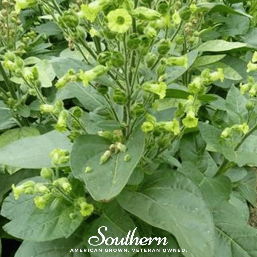Hopi Tobacco