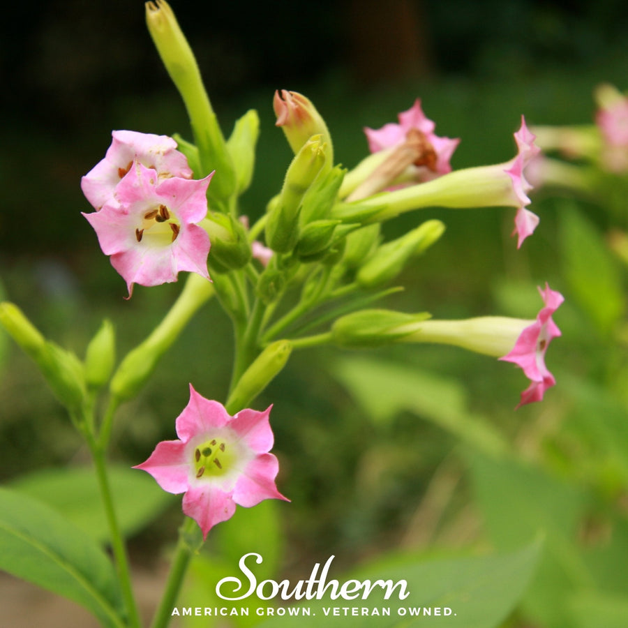 Virginia Gold Tobacco