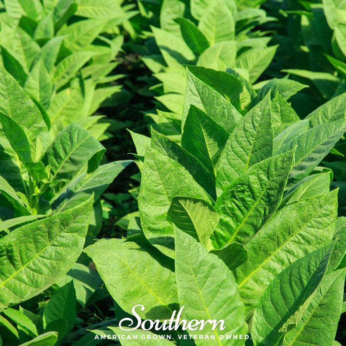 Virginia Gold Tobacco