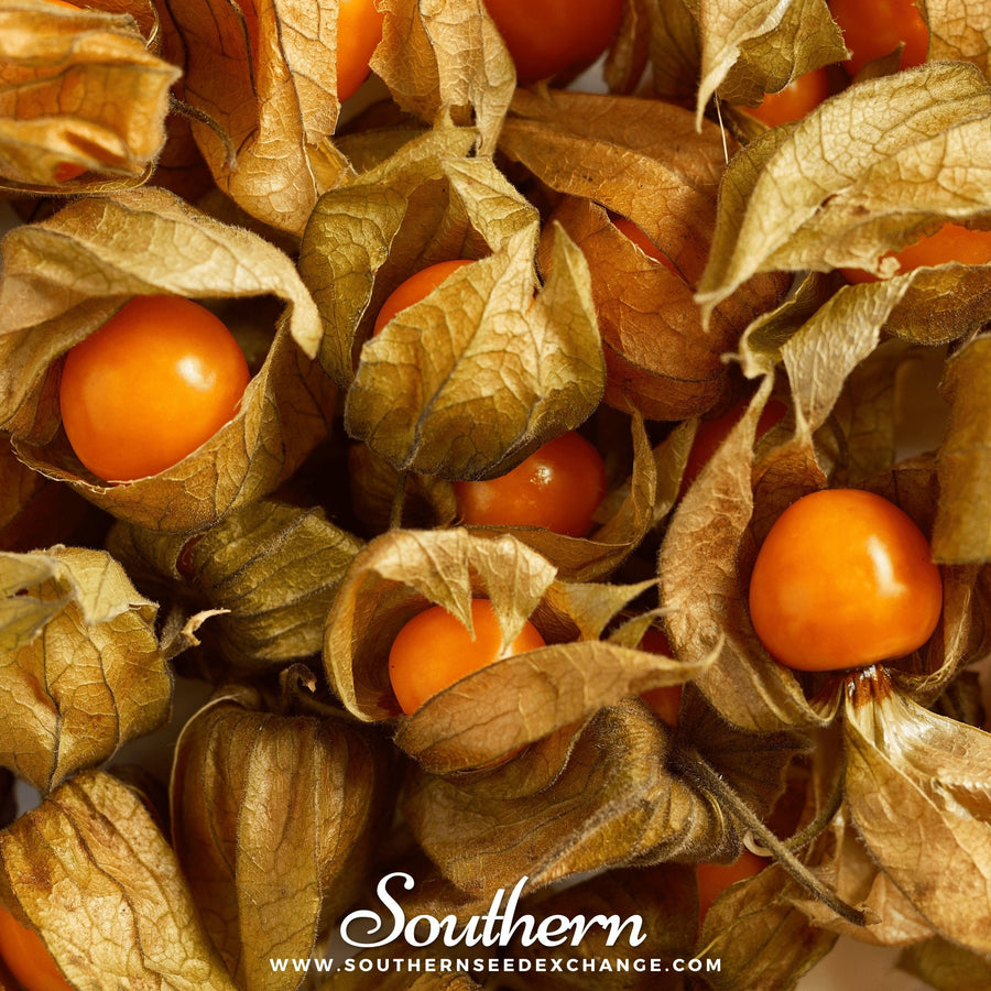 Husk Cherry Tomatillo