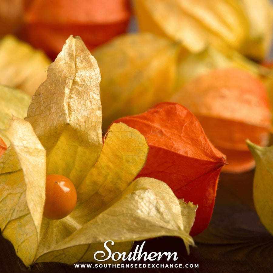 Husk Cherry Tomatillo