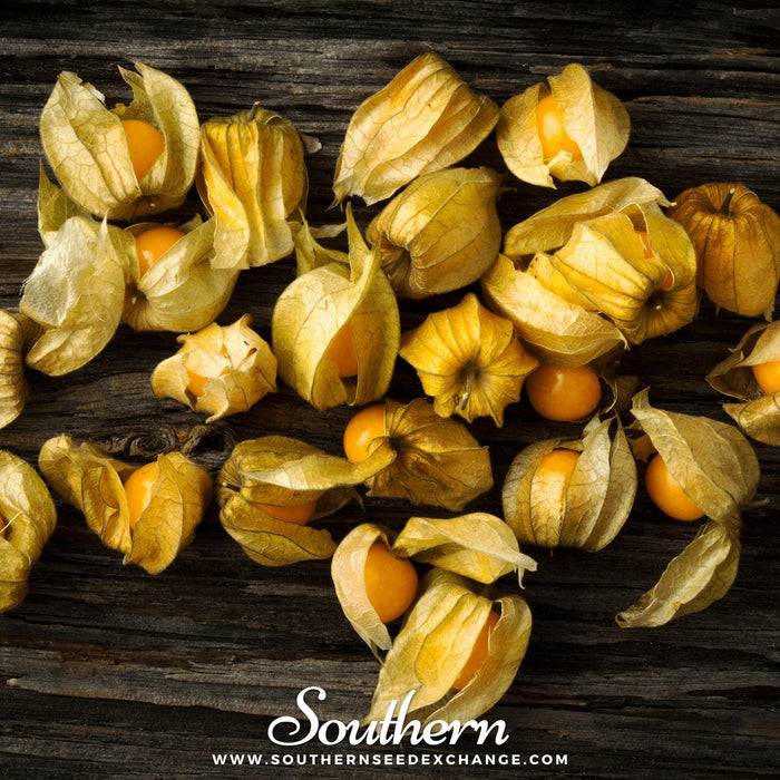 Husk Cherry Tomatillo