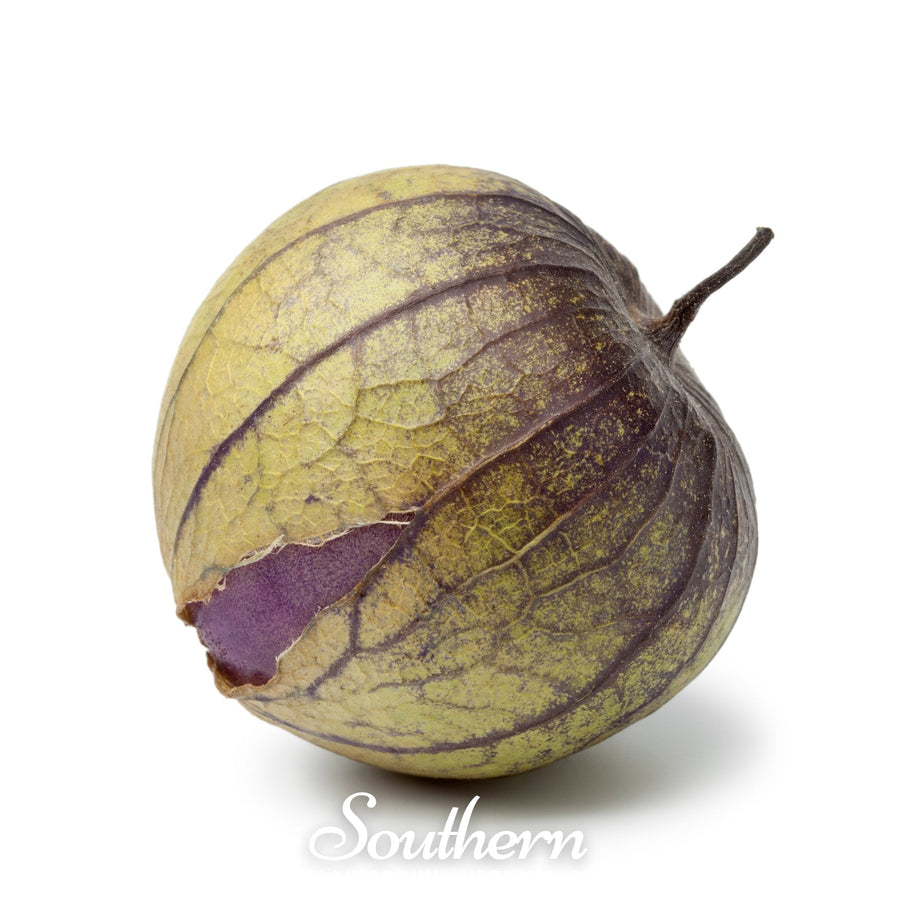 Purple Tomatillo – 30 Seeds