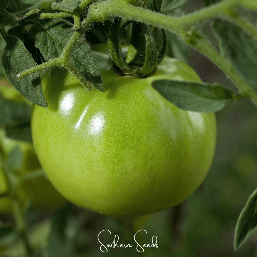 Evergreen Tomato