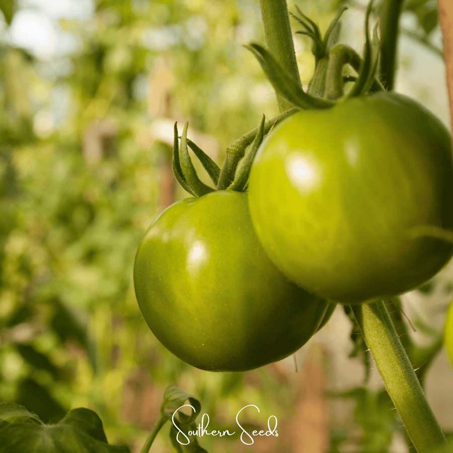 Evergreen Tomato